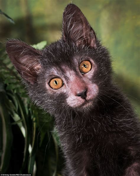 Unique Lykoi Breed Of Cat Christened Werewolf Cats See A Surge In Popularity Daily Mail Online