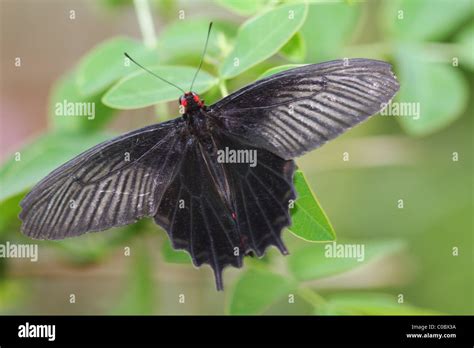 Pachliopta Kotzebuea Butterfly Philippines Stock Photo Alamy