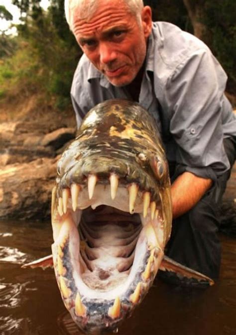 National Geographics Most Dangerous Fish