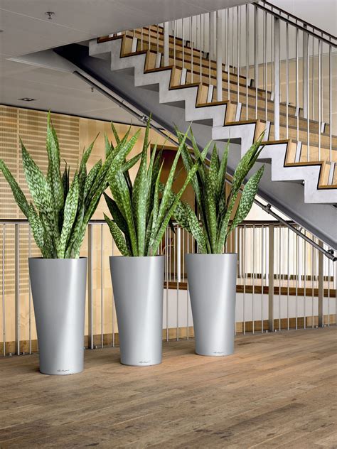 Office Plants Nottingham Office Plants Plant Displays And Indoor Plants