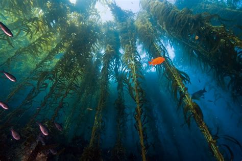 What The Kelp Bigelow Laboratory For Ocean Sciences Blog