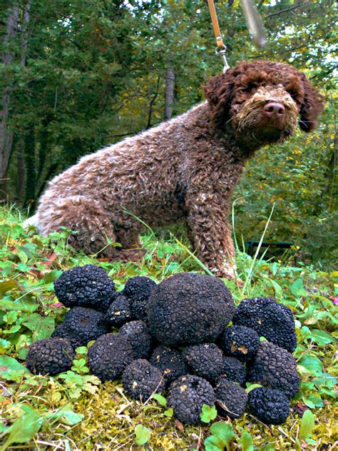 How To Grow Truffles In 7 Easy Steps And Make A Big Profit