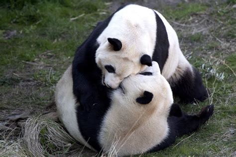Copenhagen Zoo Tries To Get Chinese Owned Pandas To Mate As Every Panda
