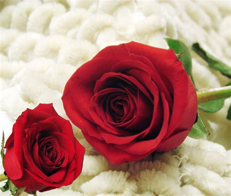 The Two Red Roses Free Stock Photo Public Domain Pictures