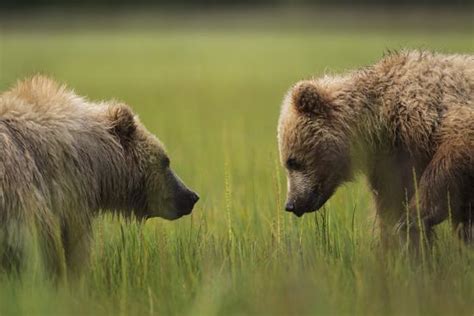 Second Season Brown Bear Cubs Play Fighting In Lake Clark National