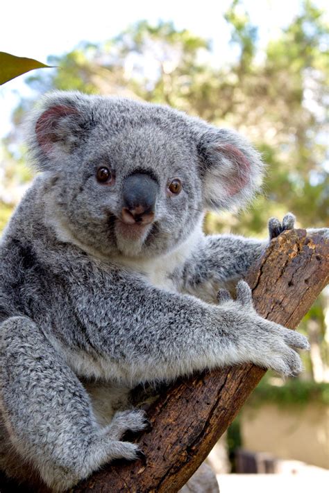 Koala Adaptation