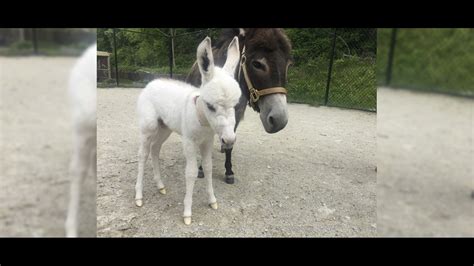 Rescued Mini Donkey Gives Birth Public Can Vote On A Name