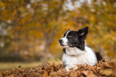 Border Collie In Fallen Leaves Stock Photo Image Of Nature Domestic