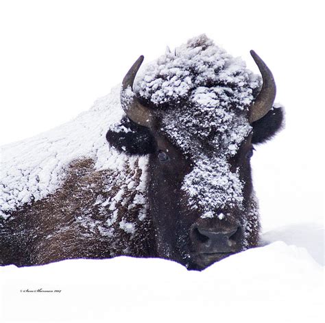 Resting Buffalo In Snow Storm Photograph By Sam Sherman