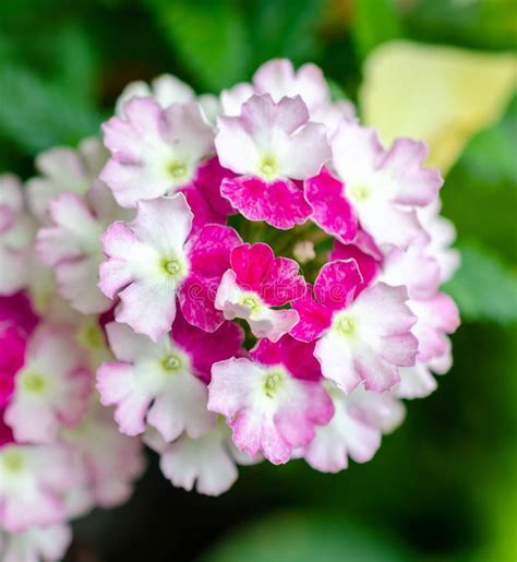 Muchos Diversos Colores De Las Flores En Verano Foto De Archivo