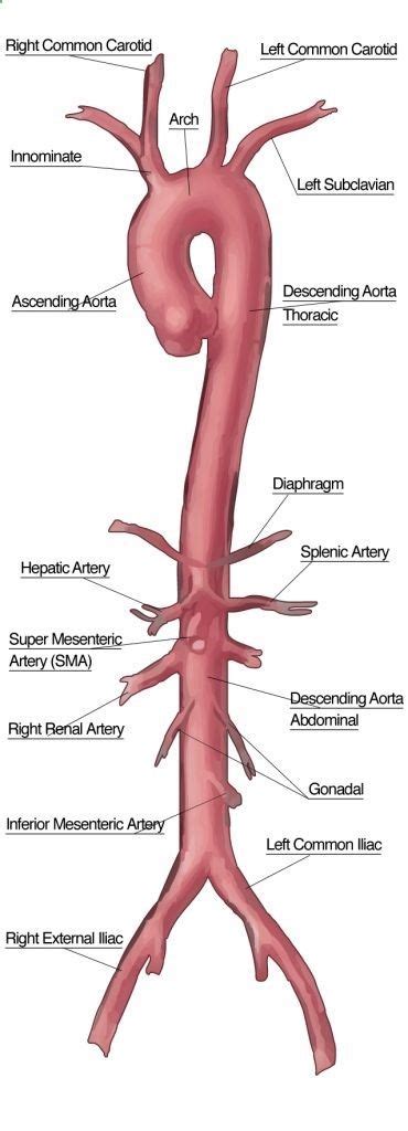 The Aorta And Its Branches Play With Hand Nurse Medical Knowledge
