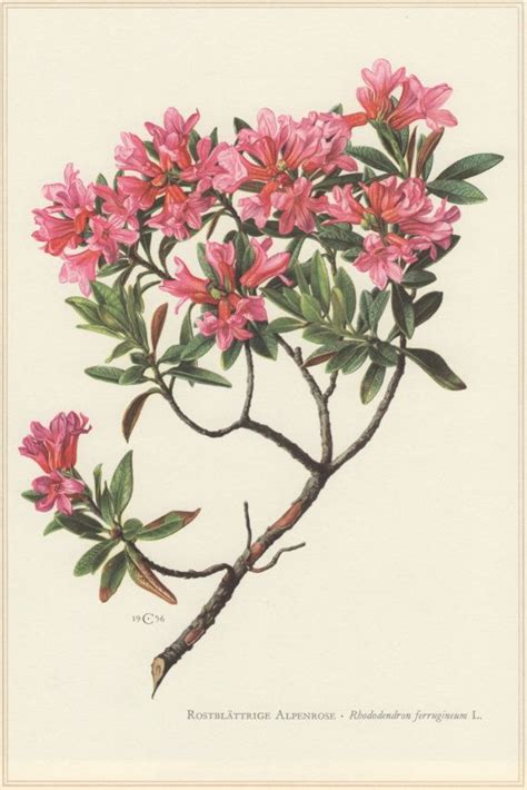 1960 Botanical Print Rhododendron Ferrugineum Alpenrose Snow Rose Vintage Lithograph Botany