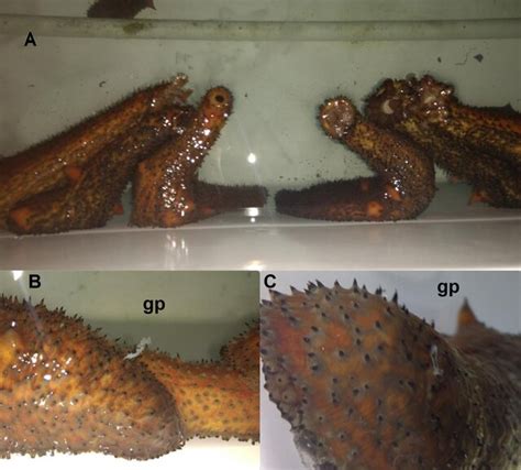 Development Of Warty Sea Cucumber Apostichopus Parvimensis Culture