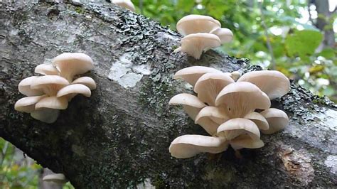 Oyster Mushrooms In Maine Youtube