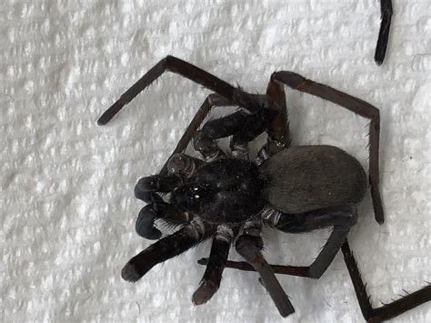 Female Kukulcania Hibernalis Southern House Spider In Dothsn Alabama