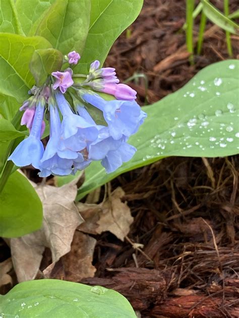 Lovely Virginia Bluebells Rplants