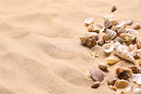 Beautiful Seashells And Starfish On Beach Sand Space For Text Summer