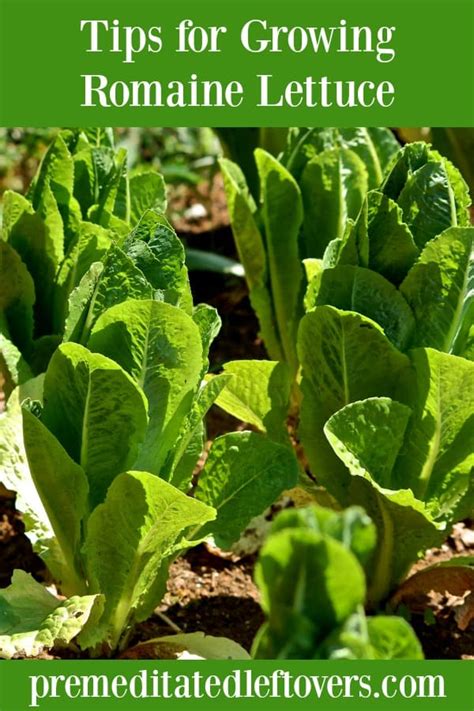 Listen free audio in english. How to Grow Romaine Lettuce from Seeds or Seedlings to Harvest