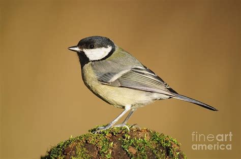 Great Tit Photograph By Colin Varndell Fine Art America