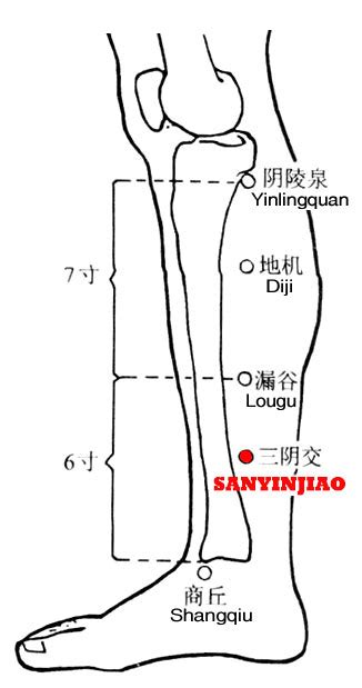Sanyinjiao Sp6 Nomenclature Location Functions Method Acupuncture