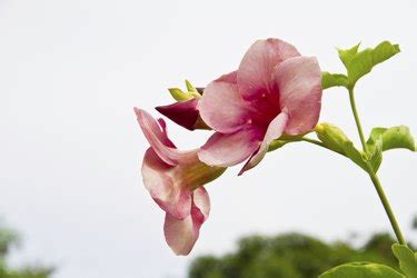 Differences Between Mandevilla And Dipladenia Plants Hunker 88795 Hot