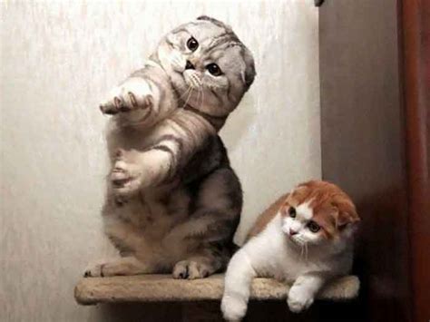 15 Of The Funniest Dancing Cat Pics We Love Cats And Kittens