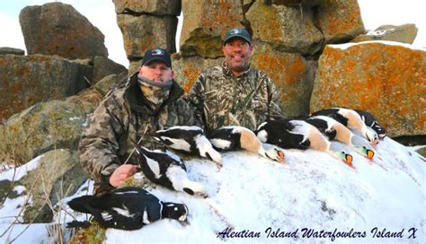 Aleutian Island Waterfowlers Alaska Duck Hunting King Eider Hunting