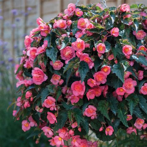 Begonia Love Birds Annual Plants Thompson And Morgan Annual