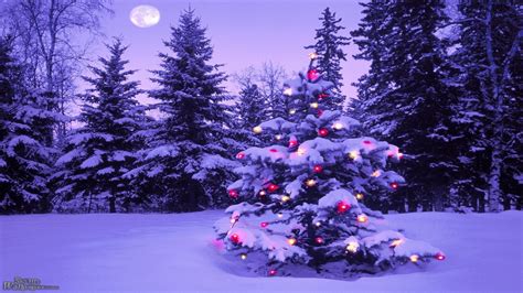 Free Download Lighted Christmas Tree In Winter Forest Hd Wallpaper
