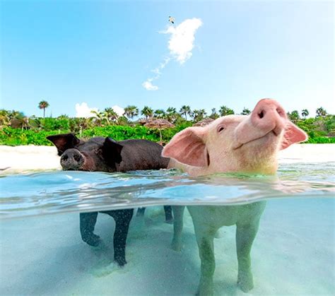 Swimming Pigs Rose Island Bahamas