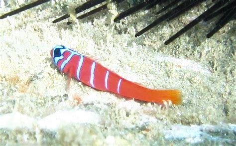 Bluebanded Goby Mexican