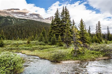 Forest Of The Rocky Mountains Stock Image Image Of Blue Scenery