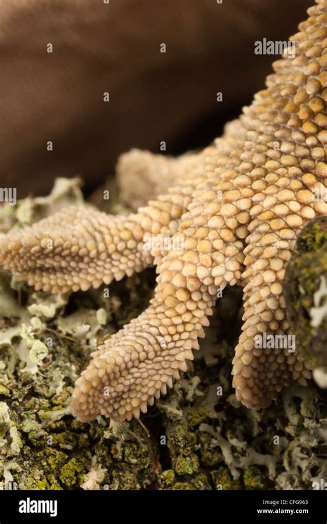 Close Up Of A Foot From A New Caledonian Crested Gecko Rhacodactylus