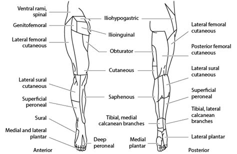 It also sends articular branches to the hip and knee joints and gives several branches to the skin on the anteromedial side of the lower limb. How to Assess Sensation - Neurologic Disorders - MSD ...