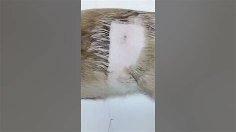 Pinhole Incision Flank Spay Pregnant Cat Vet Animalhealth Cat Spay