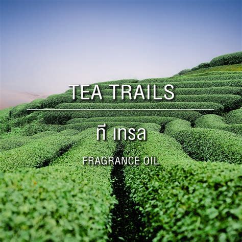 Fragrance Oil Tea Trails Thailand Diy หัวน้ำหอม ที เทรล