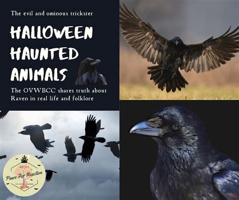 Spooky Animals The Ovwbcc Shares The Truth About Raven In Real Life