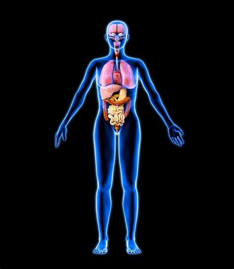 human anatomy woman organs female upper body anatomy photograph by sebastian kaulitzki science