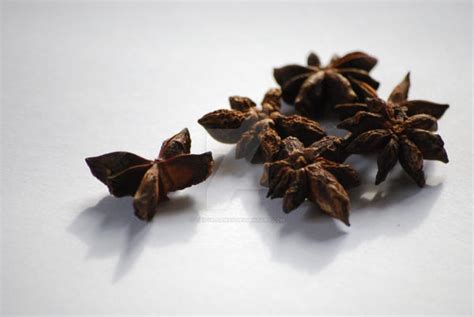 Chinese Anise By Tricia Danby On Deviantart