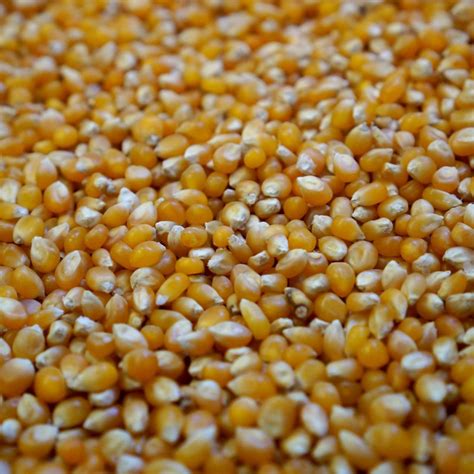 Popping Corn 5kg