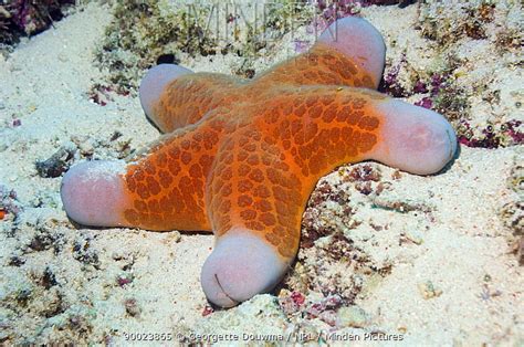 Minden Pictures Granulated Sea Star Choriaster Granulatus On Seabed