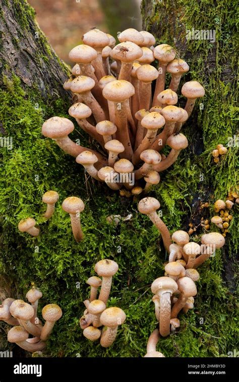 Honey Fungus On Tree Trunk Stock Photo Alamy