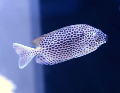 Gold Spotted Rabbitfish Reef Bar Aquarium Services Inc