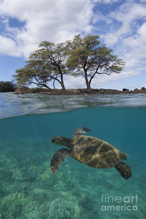 Turtle At Makena Landing Photograph By David Olsen Fine Art America