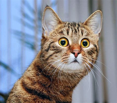 Asombrado Funny Cat Faces Cat Expressions Shocked Cat