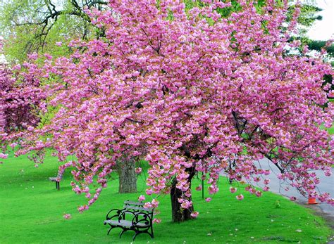 Pink Tree In Park Wallpaper And Background Image 1600x1174 Id