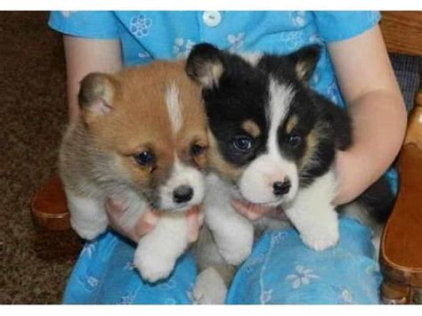 Have both female and males available. Corgi Puppies Cleveland Ohio | PETSIDI