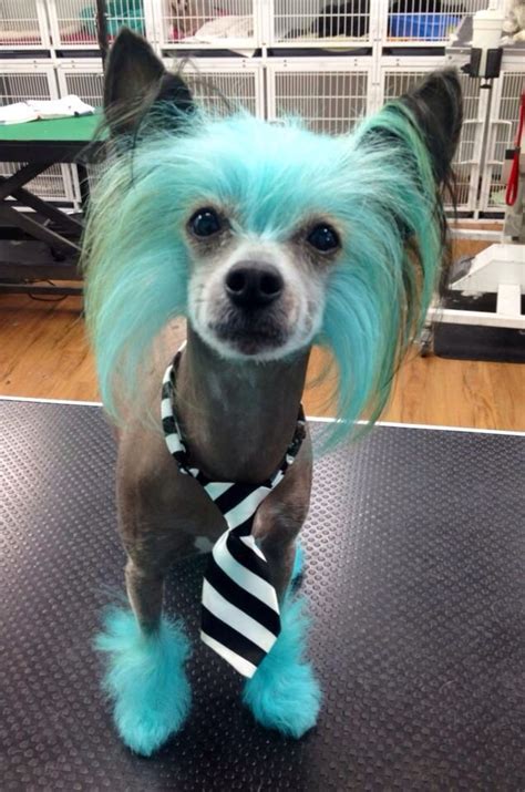Pin By Pet Groomers Profit Generatin On Creative Dog Grooming Dog