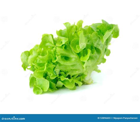 Green Leaves Lettuce Stock Image Image Of Isolated Green 53896603