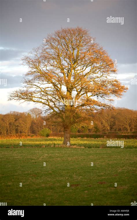 Lone Oak Tree In Sunlight After A Storm Stock Photo Alamy